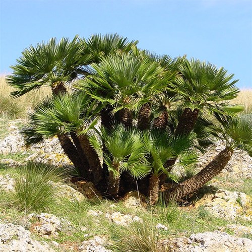 Palmeira Humilis