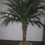 Palmeira Phoenix