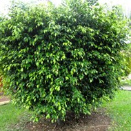 Ficus com 1,5m