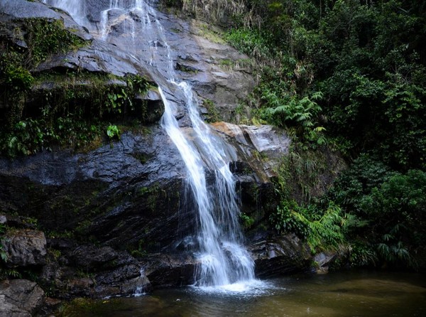 Floresta e Jardim Botânico