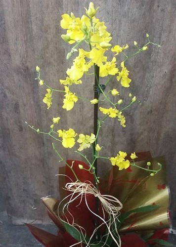 Orquídea chuva de ouro