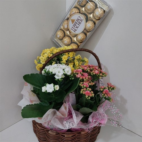 Cesta de Kalanchoes com Ferrero Rocher 