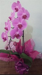 Linda Orquídea Cascata colorida