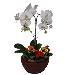 Orquídea Phalaenopsis Branca com Mini Calandivas 