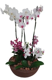 Belíssimo Arranjo de Orquídeas e Mini Orquídeas no cachepot 