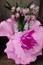 Orquídea Cymbidium Rosa 