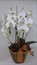Arranjo com duas Orquídeas Phalaenopsis