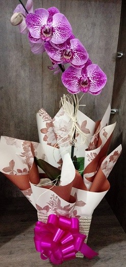 Orquídea Phalaenopsis - CORES VARIADAS - Comprar - Minas Gerais